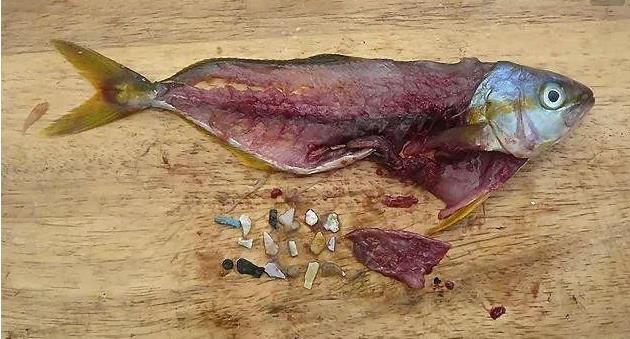 震惊！首次确认：人体已被微塑料污染！